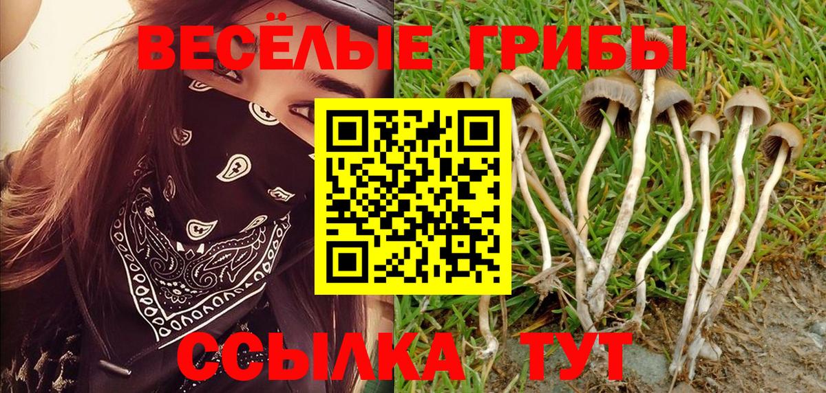Пенза  Псилоцибиновые грибы Psilocybe  Вход с VPN 