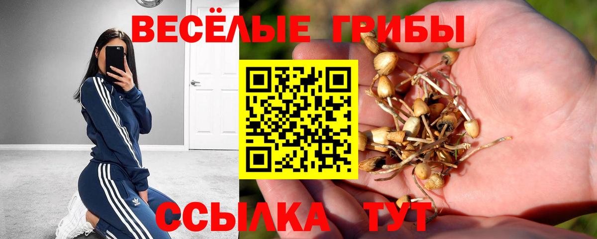 Псилоцибиновые грибы Psilocybine cubensis Пенза